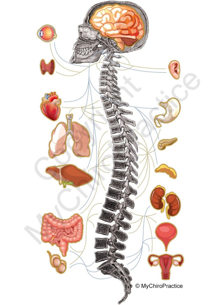 Spine Organ Chart | SpineWorks - Chiropractic Care in Kennington London